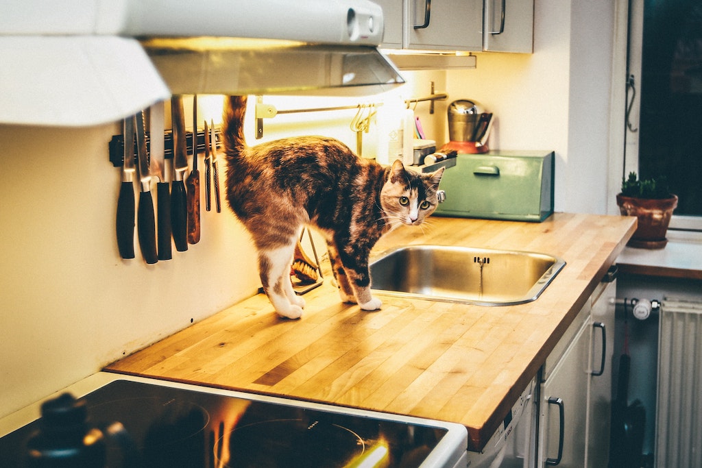 Kat på køkkenbord ved siden af komfur og vask